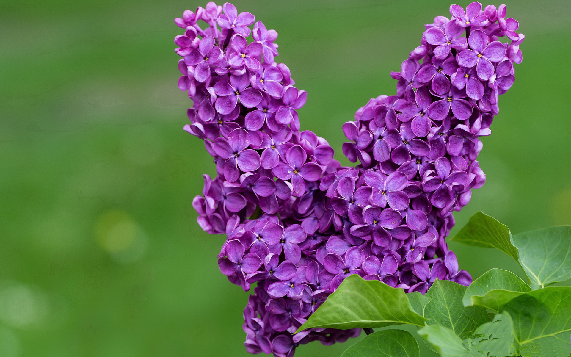德甲榜首变化:多特门前绝杀,积分再度追平拜仁,德甲多特对拜仁时间