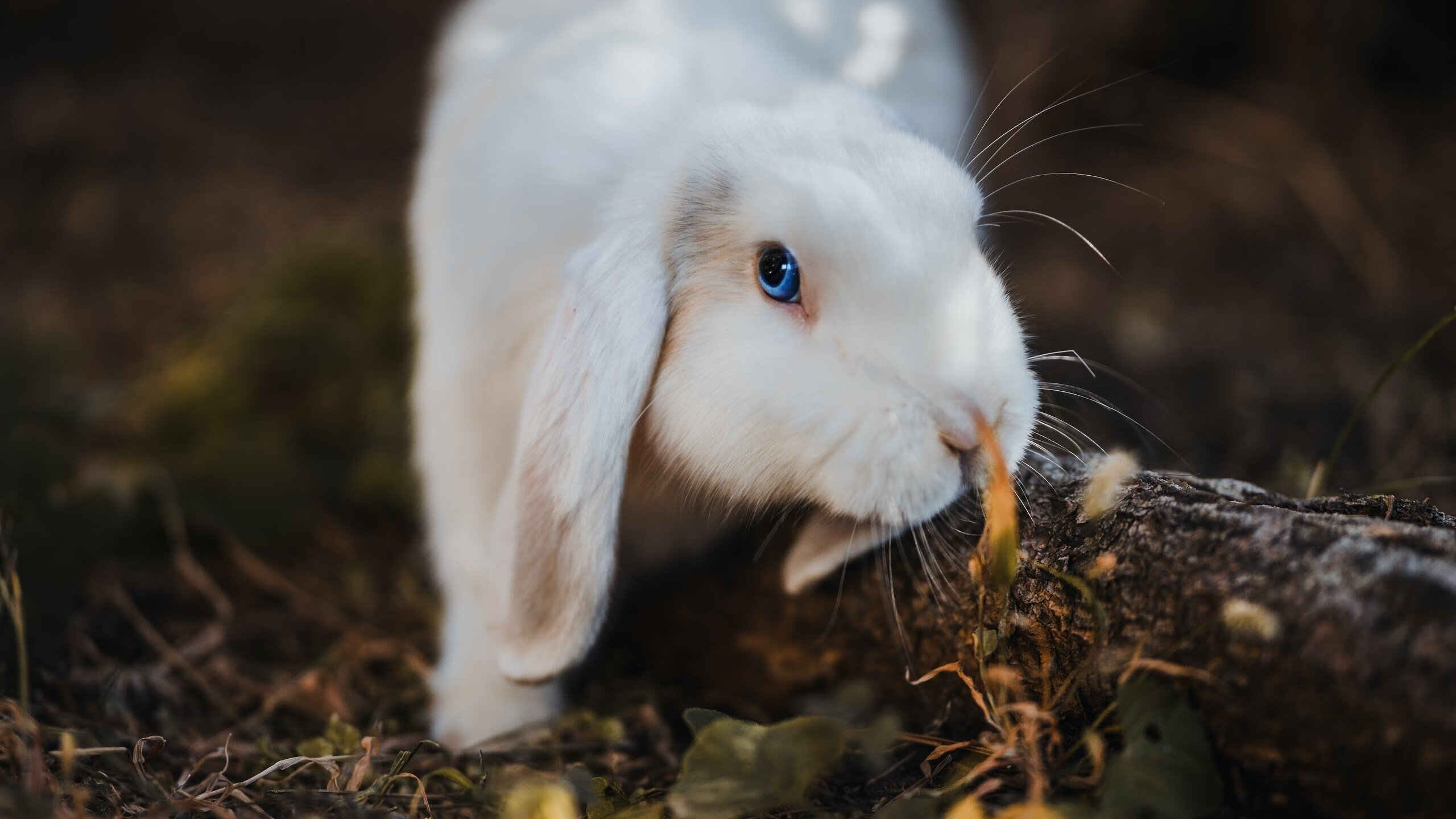 kaiyun网站-“西甲焦点：豪门对决，场面火爆引发热议”，西甲豪门什么意思