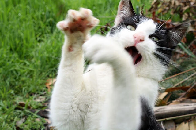 开云集团中国官网-巴黎圣日耳曼在欧冠中晋级四强，巴黎圣日耳曼在欧冠中晋级四强是哪一年